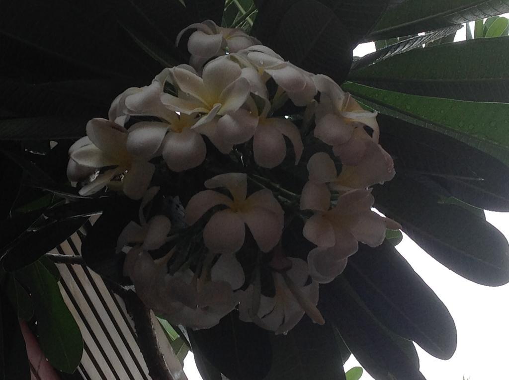 Palms Motel Darwin Bagian luar foto